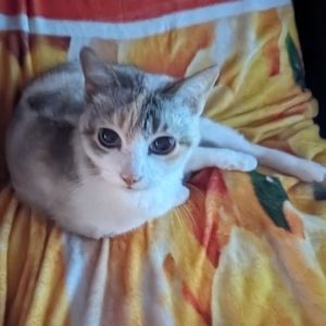 Meet your Posher, Sybil